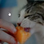 Can Cats Eat Cantaloupe