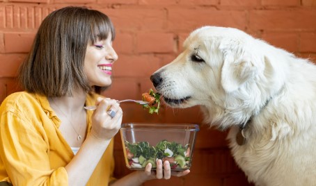 Can Dogs Eat Rosemary