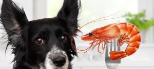 Can Dogs Eat Shrimp Tails